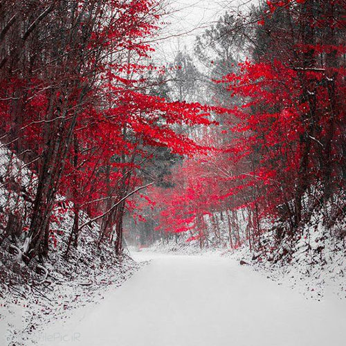 عکس پروفایل روز برفی در طبیعت زمستان زیبا